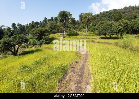 Terrassenförmig angelegtes Hirsefeld im Solukhumbu-Tal, Himalaya-Gebirge in Nepal Stockfoto