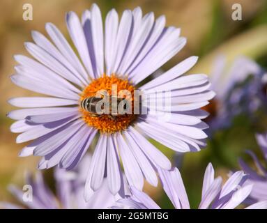 Detail der Biene oder Honigbiene in Latein APIs Mellifera, europäische oder westliche Honigbiene auf der violetten oder blauen Blume sitzend Stockfoto