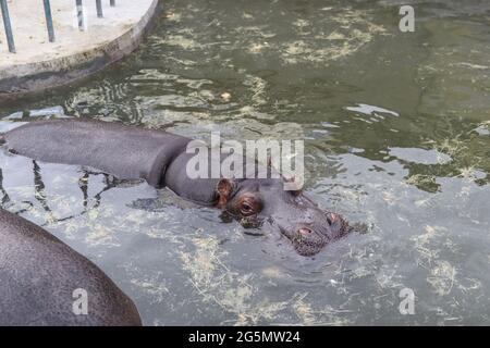 Belgrad, Serbien - 25. Juni 2021 der Hippopotamus ruht im Teich und blickt an einem Sommertag durch das Schutzglas im Belgrader Zoo Stockfoto