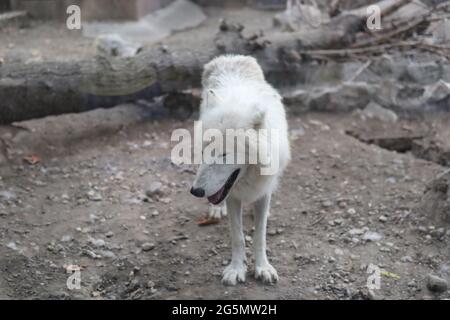 Belgrad, Serbien - 25. Juni 2021 der Weiße Wolf in einem Käfig, der an einem Sommertag durch das Schutzglas im Belgrader Zoo blickt Stockfoto