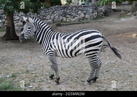 Belgrad, Serbien - 25. Juni 2021 das junge Zebra steht an einem Sommertag durch das Schutzglas im Belgrader Zoo Stockfoto