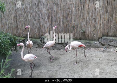 Belgrad, Serbien - 25. Juni 2021 EINE Gruppe von Flamingos im Käfig, die an einem Sommertag durch das Schutzglas im Belgrader Zoo blicken Stockfoto