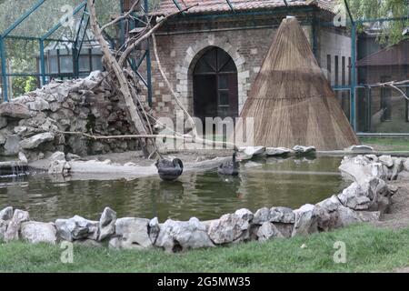 Belgrad, Serbien - 25. Juni 2021 Schwarze Schwäne schweben auf dem Teich und schauen an einem Sommertag durch das Schutzglas im Belgrader Zoo Stockfoto