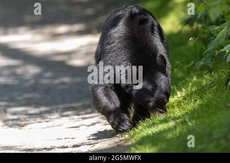 Schwarzbär beim Beerenessen in Coquitlam BC Kanada Stockfoto