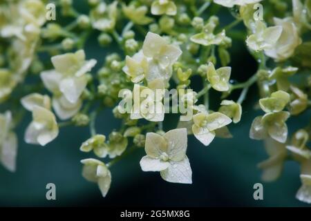 Nahaufnahme von schönen weißen Hortensien-Blüten nach dem Regen Stockfoto