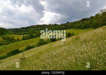 SSSI Chalk Hillside Magpie Bottom in der Nähe von Shoreham, Kent, mit Ochsenaugen-Gänseblümchen und Orchideen an einem langweiligen Sommertag. North Downs in der Nähe von Sevenoaks Stockfoto