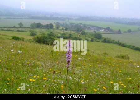 Duftende Orchidee auf Polhill an einem langweiligen Tag mit Blick über das Darent Valley, Kent, in der Nähe von Sevenoaks. Schöner Grashang mit Wildblumen Stockfoto