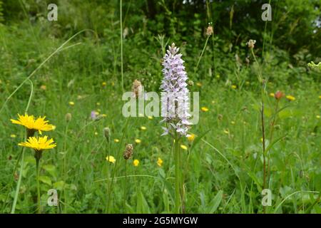 Gewöhnliche gefleckte Orchidee auf White Hill, Darent Valley, Shoreham, Kent, einem privaten Naturschutzgebiet, das wie ein wilder Garten ist. An einem langweiligen Sommertag Stockfoto