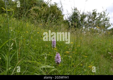 Duftende Orchidee, White Hill, Shoreham, Kent an einem langweiligen Sommertag. Darent Valley hat viele SSSIs und ist einer der schönsten Orte von North Downs Stockfoto