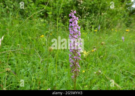 Duftende Orchidee, White Hill, Shoreham, Kent an einem langweiligen Sommertag. Darent Valley hat viele SSSIs und ist einer der schönsten Orte von North Downs Stockfoto