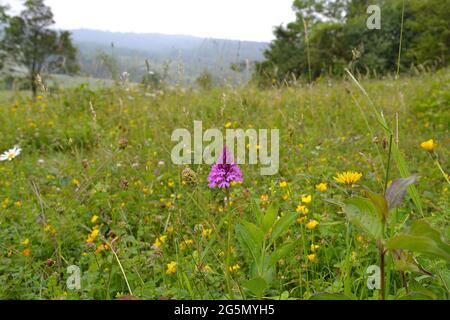 Pyramidenorchidee eine wunderschöne rosa Wildblume an einem langweiligen Tag in Polhill, am Rande des Darent Valley, auf dem Land des Kent Wildlife Trust Stockfoto