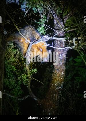 Ein Possum hoch oben in einem Baum hört auf, unter einem Scheinwerfer zu klettern. Dies sind Schädlingstiere in Neuseeland Stockfoto