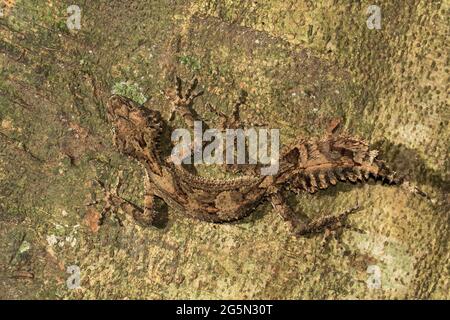 Border Ranges Gecko mit Blattschwanz, getarnt auf Baumstamm Stockfoto