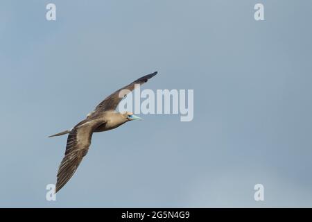 Rotfußbooby (Sula sula) im Flug Stockfoto