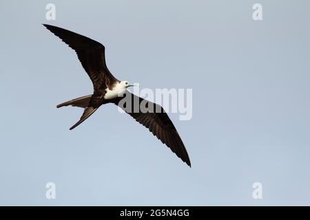 Prachtvoller Fregatte-Vogel (Fregata magnificens), juvenil im Flug Stockfoto