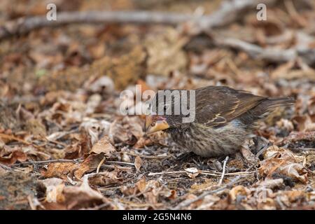 Genovesa-Kaktusfink (Geospiza propinqua) Stockfoto