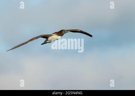 Nazca booby (Sula granti) juvenile im Flug Stockfoto