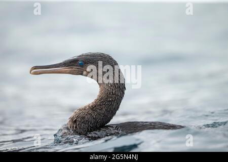 Galapagos Flugunfähige Cormorant (Phalacrocorax harrisi) Stockfoto