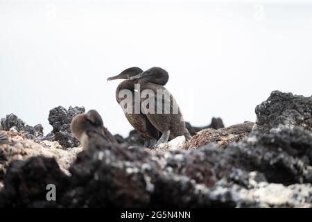 Galapagos Flugunfähige Cormorant (Phalacrocorax harrisi) Stockfoto