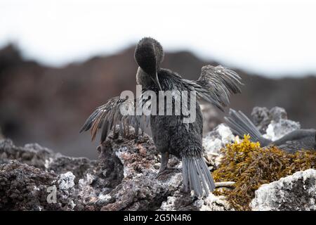 Galapagos Flightless Cormorant (Phalacrocorax harrisi) Präening Stockfoto