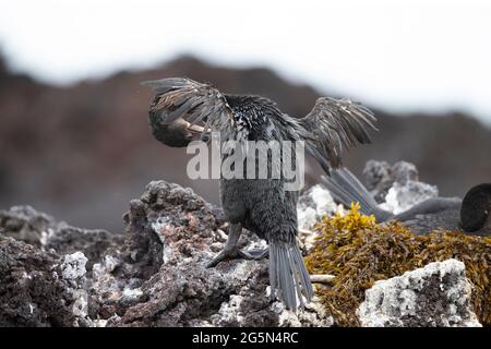 Galapagos Flightless Cormorant (Phalacrocorax harrisi) Präening Stockfoto