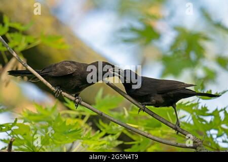 Gewöhnlicher Grackle (Quiscalus quiscula) füttert seine Jungen Stockfoto