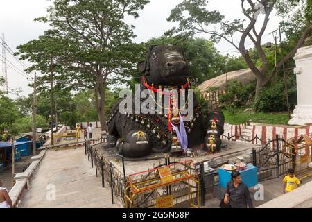 350 Jahre alte monolithische Statue von Nandi (Stier), Chamundi Hill, Mysore, Indien. Südindischer Tempel, hinduistischer religiöser Ort. Stockfoto