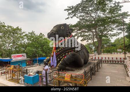 350 Jahre alte monolithische Statue von Nandi (Stier), Chamundi Hill, Mysore, Indien. Südindischer Tempel, hinduistischer religiöser Ort. Stockfoto