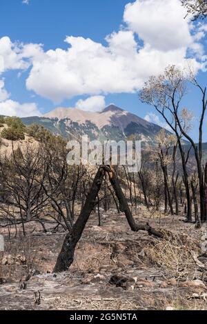 Verbrannte Baumwollholzbäume entlang des Pack Creek in der Nähe des Zündpunkts eines Waldbrands, das schließlich 9,000 Hektar Land brannte. Stockfoto