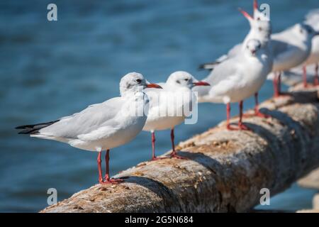 Eine Reihe von Möwen liegt auf einem alten Seebrücke. Möwen ruhen auf dem Wellenbrecher. Die europäische Heringsmöwe, Larus argentatus Stockfoto