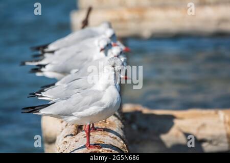 Eine Reihe von Möwen liegt auf einem alten Seebrücke. Möwen ruhen auf dem Wellenbrecher. Die europäische Heringsmöwe, Larus argentatus Stockfoto