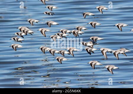 Eine Schar von Sanderlingen, Calidris alba, fliegt tief über dem seichten Wasser der Morro Bay, Kalifornien Mündung, einem wichtigen Überwinterungsgebiet. Stockfoto
