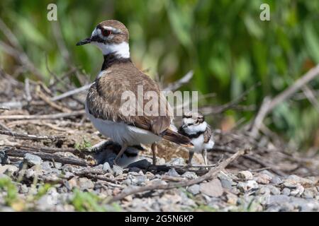 Killdeer, Charadrius vociferus, mit frisch geschlüpften Jungen, auf dem Merced NWR im kalifornischen San Joaquin Valley in Alarmbereitschaft. Stockfoto