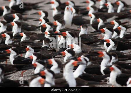 Black Skimmers, Rynchops niger, inszeniert auf einem Florida Parkplatz in der Nähe des Merritt Island National Wildlife Refuge. Stockfoto