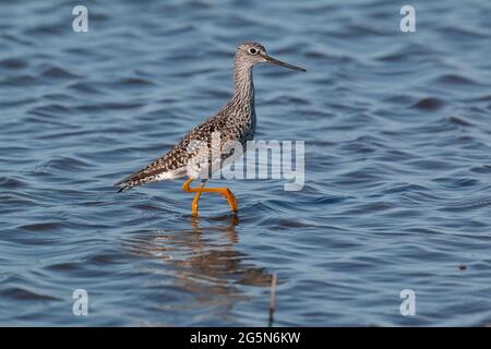 Ein großer Yellowlegs, Tringa melanoleuca, im Brutgefieder durchzieht den Lebensraum auf dem Merced NWR im kalifornischen San Joaquin Valley. Stockfoto