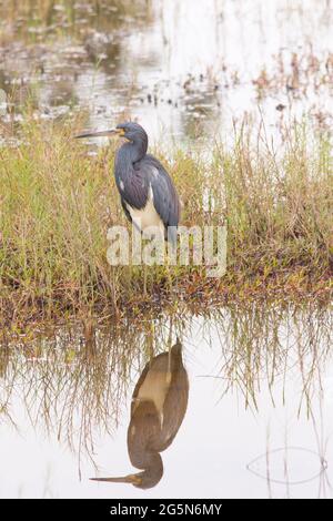 Ein dreifarbiger Reiher im Zuchtgefieder, Egretta tricolor, spiegelt sich in einem Feuchtgebiet in Florida wider. Stockfoto