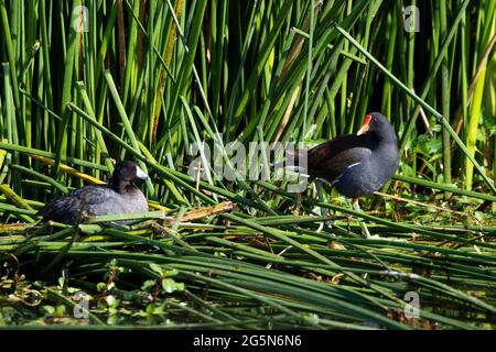 Ein erwachsener American Coot, Fulica americana und ein erwachsener Common Moorhen, Gallinula chloropus, in Kaliforniens Sumpfgebiet. Stockfoto