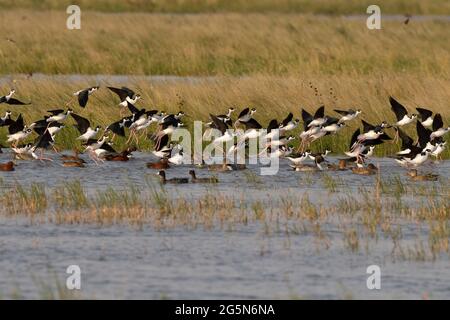 Eine Schar von Schwarzhalsstelzen, Himantopus mexicanus, landet in einem mit Enten gefüllten Feuchtgebiet im kalifornischen Merced National Wildlife Refuge. Stockfoto