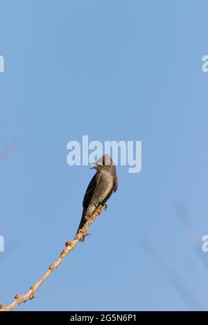 Contour cooperi, ein erwachsener, olivgrüner Fliegenfänger, thront auf einem toten Ast, als er im kalifornischen San Luis NWR nach fliegenden Insektenbeuten sucht. Stockfoto