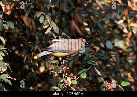 Eine Erwachsene Zedernwachse, Bombycilla cedrorum, ernährt sich in einem Garten im San Joaquin Valley, Los Banos, Kalifornien, von Cotoneaster-Beeren. Stockfoto