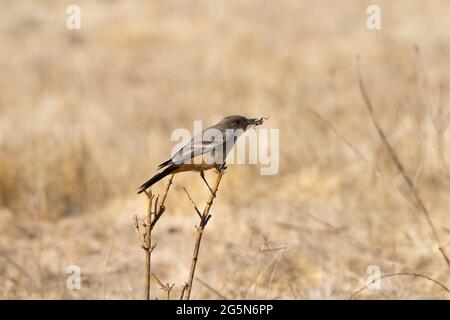 Eine Erwachsene Say's Phoebe, Sayornis Saya, hält eine Cricket gefangen im Grasland Habitat in Kaliforniens San Luis National Wildlife Refuge. Stockfoto