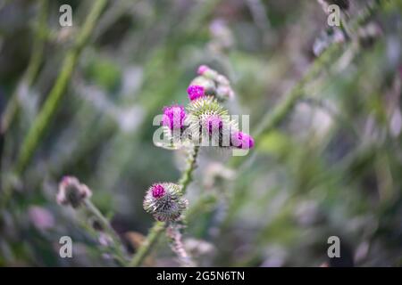 Blume des Arctium lappa. Nahaufnahme. Stockfoto