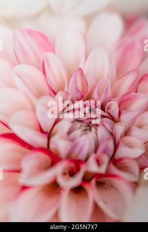 Rosafarbene Pastell-Dahlien, detailreiche Blütenblätter mit Makro-Nahaufnahmen des Blumenzentrums. Stockfoto