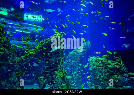 Ein großes, vom Boden bis zur Decke reichendes Aquarium mit Atlantischen Seeteufel und anderen Meereslebewesen bietet Besuchern ein immersives Erlebnis im Mississippi Aquarium. Stockfoto