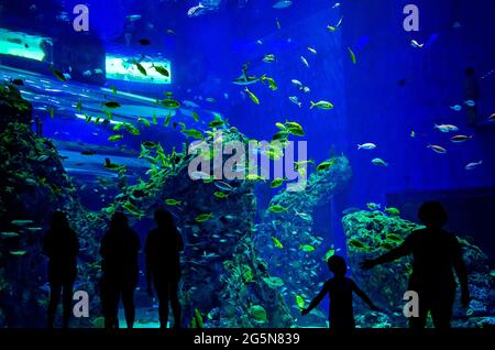Ein großes, vom Boden bis zur Decke reichendes Aquarium mit Atlantischen Seepochen bietet Besuchern ein immersives Erlebnis im Mississippi Aquarium. Stockfoto