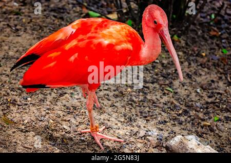 Ein scharlachrote Ibis ist in der Voliere im Mississippi Aquarium am 24. Juni 2021 in Gulfport, Mississippi, abgebildet. Stockfoto