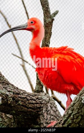 Ein scharlachrote Ibis steht auf einem Baumzweig in der Voliere des Mississippi Aquarium, 24. Juni 2021, in Gulfport, Mississippi. Stockfoto