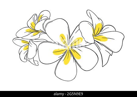 Frangipani oder Plumeria tropische Blume für Leis. Eingravierte Frangipani mit gelben Blütenblättern, isoliert auf weißem Hintergrund. Vektordarstellung Stock Vektor