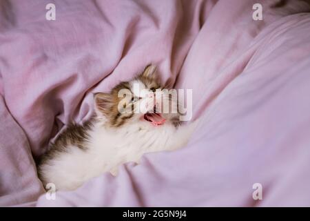 Ein kleines buntes Kätzchen liegt auf dem rosa Bettüberwurf und gähnt. Stockfoto