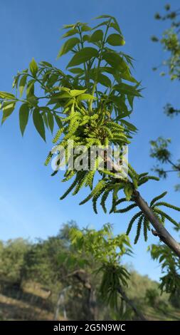 Männliche Pollen mit Kätzchen auf Pekannenbaum in der andalusischen Landschaft Stockfoto